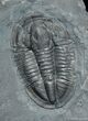 Inch Asaphiscus Trilobite From Utah #244-1